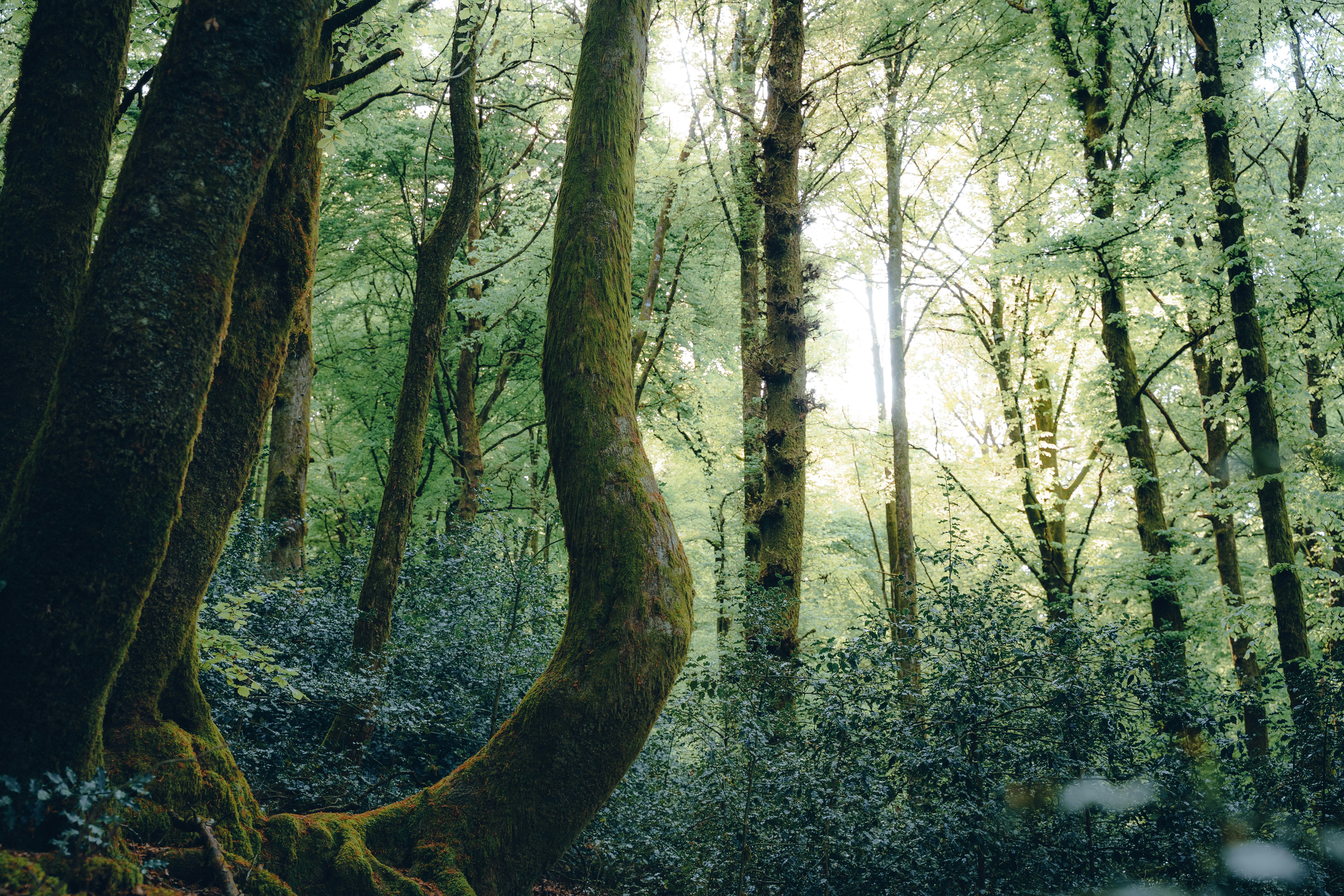 Forests of Llanhythel